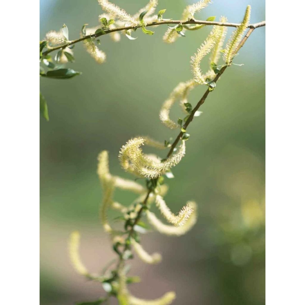 Dầu xả cân bằng & giảm gàu cho da đầu nhờn  Rausch Willow Bark Treatment 150ml