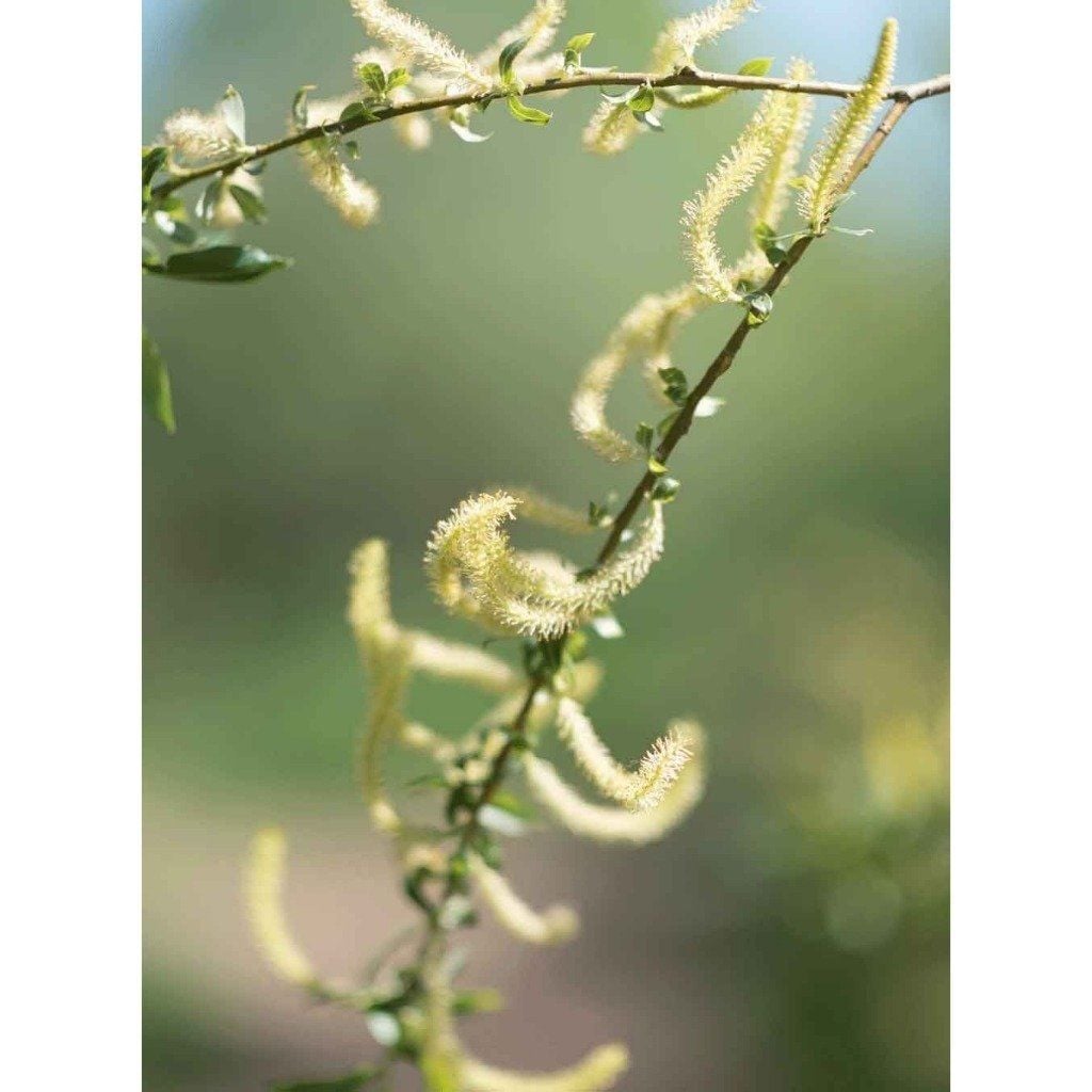 Dầu xả cân bằng & giảm gàu cho da đầu nhờn  Rausch Willow Bark Treatment 30ml