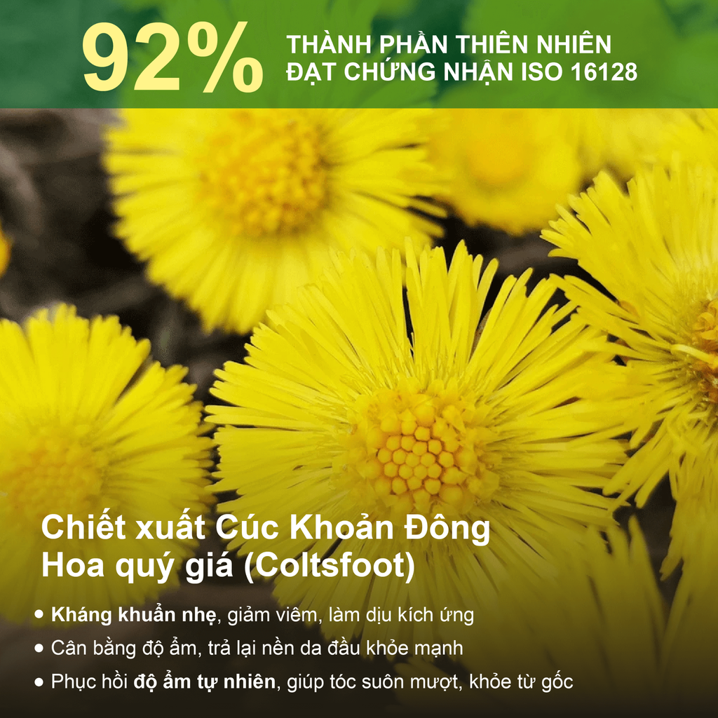 Combo trải nghiệm dầu gội giảm ngứa, sạch gàu Rausch Coltsfoot Cúc Khoản Đông Hoa 40mlx2