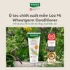 Ủ tóc giúp phục hồi chuyên sâu cho tóc khô và hư tổn do ánh nắng Rausch Wheatgerm 100ml