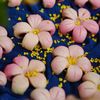 BÁNH NGÀN LỚP QUẢ LỰU