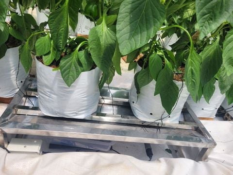  Cảm biến Chậu đo nước thoát từ giá thể 