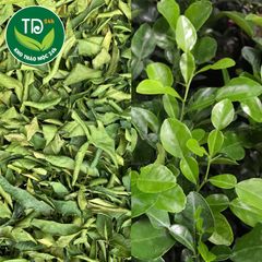 Lá chanh sấy khô, gia vị chế biến khô gà, lẩu thái, xông giải cảm.