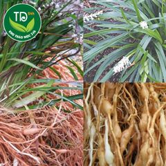 Mạch Môn bắc khô, mạch môn đông, hàng sạch thơm cao cấp, dẻo, thơm, trắng, hạt to.