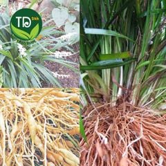 Mạch môn nam, hàng sấy khô, thơm, sạch, không lẫn tạp chất