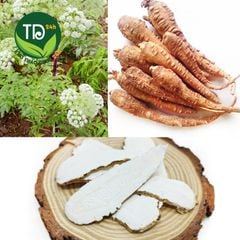 Bạch chỉ khô thái lát, thơm dịu, không tẩy trắng, dùng hầm canh, sắc nước, nhiều công dụng tốt cho sức khỏe