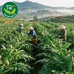 Lá atiso đà lạt, hàng vụ mới, sấy khô, thơm, chất lượng