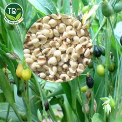 [100 gr] Hạt ý dĩ (y dĩ, bo bo), hỗ trợ bồi bổ cơ thể, kiện tỳ, bổ phế, lợi tiểu, làm đẹp da, dùng nấu chè, cháo, xôi