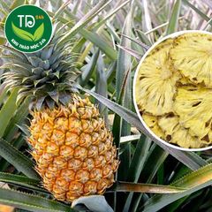 Thơm sấy lạnh, Dứa sấy lạnh, nguyên chất, không đường, bổ sung vitamin, detox cơ thể.
