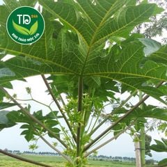 Lá Đu Đủ Đực sấy khô loại 1, hàng mới khô thơm, chất lượng.