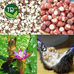 Khiếm thực khô, hạt khiếm thật, hỗ trợ bổ can thận, mạnh gân cốt, tăng cường bản lĩnh phái mạnh