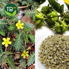 Bạch tật lê đã sao thơm, sạch, nhiều công dụng tốt cho nam giới, hỗ trợ hiệu quả cho người sỏi thận, sỏi bàng quang