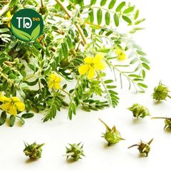 Bạch tật lê đã sao thơm, sạch, nhiều công dụng tốt cho nam giới, hỗ trợ hiệu quả cho người sỏi thận, sỏi bàng quang