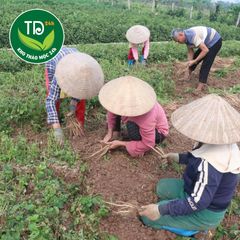Ngưu tất bắc thái lát mỏng, hàng loại 1 sạch thơm, tốt cho xương khớp, tê bì chân tay.