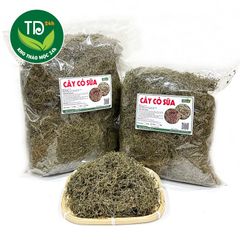 Cỏ sữa sấy khô, hàng lá nhỏ, loại 1, thanh nhiệt, hỗ trợ tiêu hóa tốt