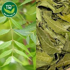 Lá neem Ấn Độ sấy khô (Cây Xoan Ấn Độ), cây vạn năng cho sức khỏe con người