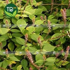 Cây cỏ xước khô, hỗ trợ ngừa sỏi thận, tiểu đường, mỡ máu cao, ổn định kinh nguyệt, tốt cho người bị thoái hóa khớp xương