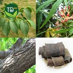 Đỗ trọng bắc khô, miếng to, đẹp, hỗ trợ bổ can thận, mạnh gân cốt, giảm đau xương khớp