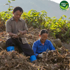 Miến dong Phia Đén, đặc sản Cao Bằng, sợi dai giòn, cam kết 100% không hóa chất, hàng công ty