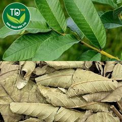 Lá ổi sấy khô (hàng loại 1), hỗ trợ tiêu hóa, kiểm soát đường, giữ dáng thon gọn