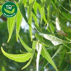 Lá neem Ấn Độ sấy khô (Cây Xoan Ấn Độ), cây vạn năng cho sức khỏe con người