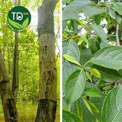 Đỗ trọng bắc khô, miếng to, đẹp, hỗ trợ bổ can thận, mạnh gân cốt, giảm đau xương khớp