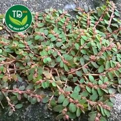 Cỏ sữa sấy khô, hàng lá nhỏ, loại 1, thanh nhiệt, hỗ trợ tiêu hóa tốt
