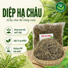 Diệp hạ châu (cây chó đẻ), hàng mùa vụ mới, khô, sạch, thơm, 01kg, hỗ trợ thanh nhiệt, lợi tiểu