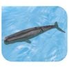 Mô hình đồ chơi Động Vật Cá Nhà Táng ANIA AL-34 Sperm Whale TAKARA TOMY