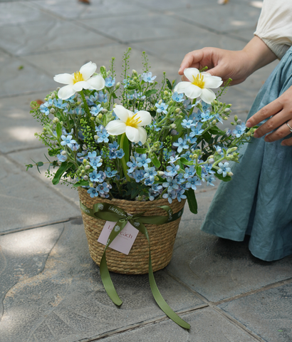 Giỏ cói sao xanh mix tulip trắng