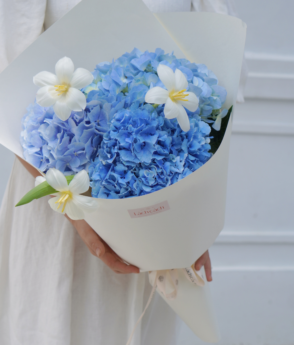 Bó một mặt tú cầu xanh dương Hà Lan