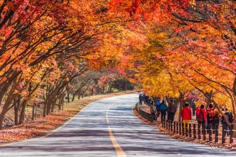 TOUR LIÊN TUYẾN HÀN QUỐC - MÙA THU VÀNG: BUSAN - GYEONGJU - SEOUL (2026)