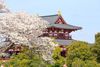 NHẬT BẢN MÙA HOA ANH ĐÀO: TOKYO – NÚI PHÚ SĨ – NAGOYA – KYOTO – OSAKA (2026)