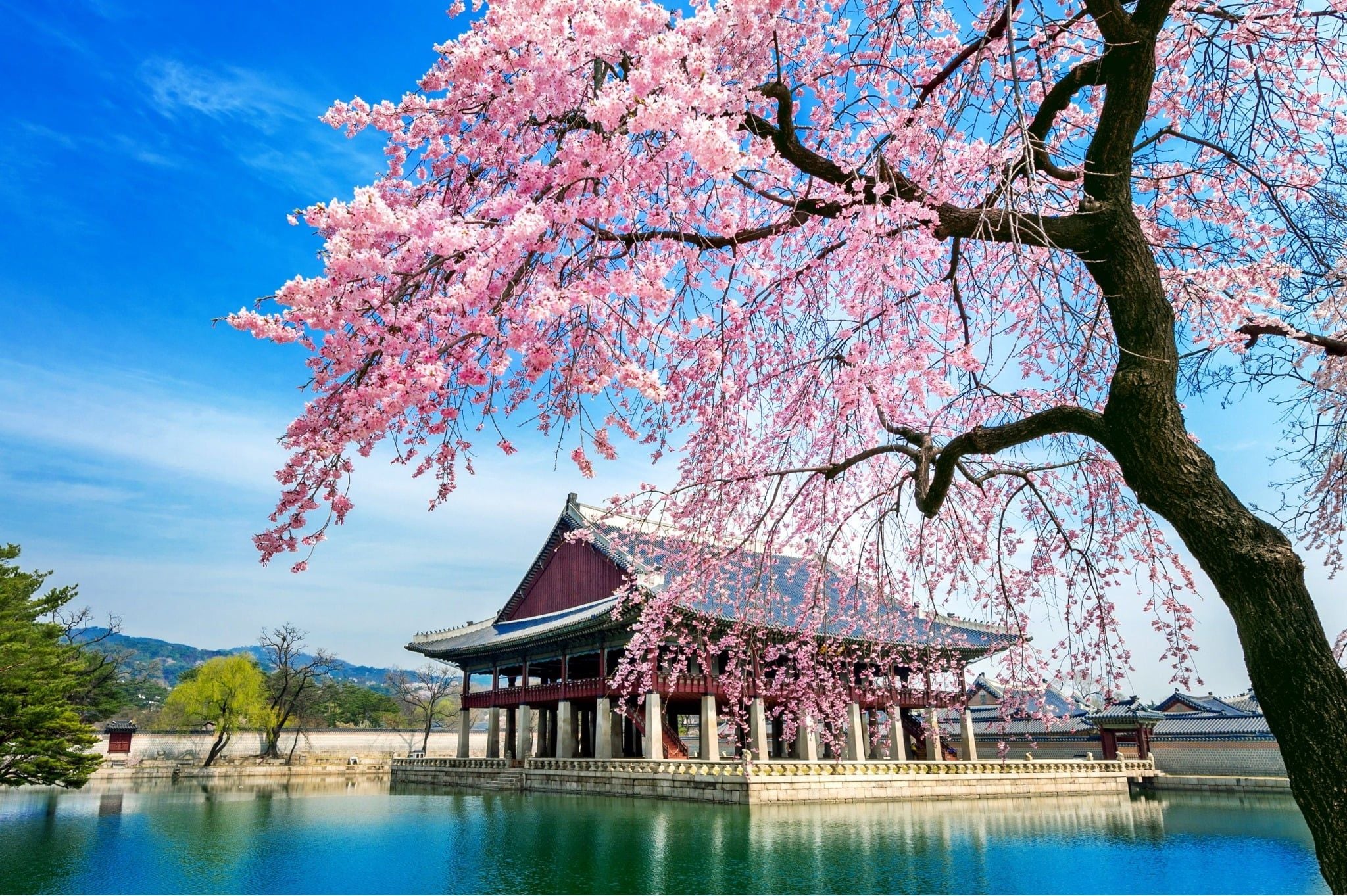 HÀN QUỐC MÙA HOA ANH ĐÀO: SEOUL - NAMI - EVERLAND - STARFILDE (2026)