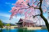 HÀN QUỐC MÙA HOA ANH ĐÀO: SEOUL - NAMI - EVERLAND - STARFILDE (2026)