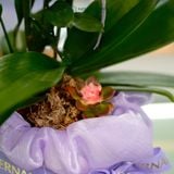  An Nhiên Hồ Điệp Lan Mini Chớp Hồng Sen Đá Chậu Bọc Voan Tím Phớt 50cm x 13cm 