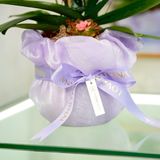  An Nhiên Hồ Điệp Lan Mini Chớp Hồng Sen Đá Chậu Bọc Voan Tím Phớt 50cm x 13cm 