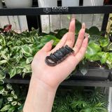  Nhẫn Ngọc Khối Phỉ Thúy Gà Đen Bản Vuông (Không Kén Mệnh) 