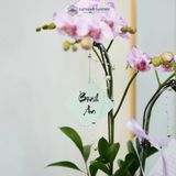  An Nhiên Hồ Điệp Lan Mini Chớp Hồng Sen Đá Chậu Bọc Voan Tím Phớt 50cm x 13cm 