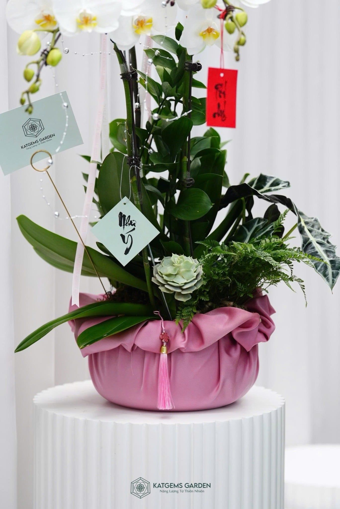  Chậu Lan Phúc Duyên Hồ Điệp 