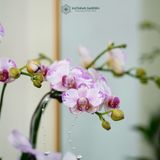  An Nhiên Hồ Điệp Lan Mini Chớp Hồng Sen Đá Chậu Bọc Voan Tím Phớt 50cm x 13cm 