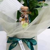  Vượng Khí Hồ Điệp Lan Mini Trắng Bọc Xanh 50cm x 13cm 