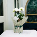  Vượng Khí Hồ Điệp Lan Mini Trắng Bọc Xanh 50cm x 13cm 