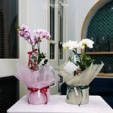  Vượng Khí Hồ Điệp Lan Mini Trắng Bọc Xanh 50cm x 13cm 