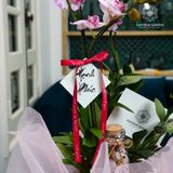  Vượng Khí Hồ Điệp Lan Mini Chớp Hồng Bọc Hồng 50cm x 13cm 