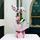  Vượng Khí Hồ Điệp Lan Mini Chớp Hồng Bọc Hồng 50cm x 13cm 