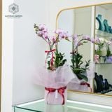  Vượng Khí Hồ Điệp Lan Mini Chớp Hồng Bọc Hồng 50cm x 13cm 