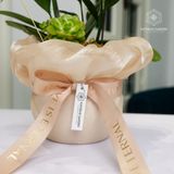  An Nhiên Hồ Điệp Lan Mini Trắng Sen Đá Chậu Bọc Voan Be 50cm x 13cm 