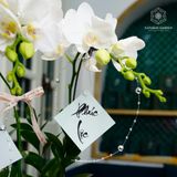  An Nhiên Hồ Điệp Lan Mini Trắng Sen Đá Chậu Bọc Voan Be 50cm x 13cm 