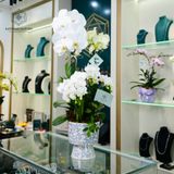  Bách Niên Hồ Điệp Trắng Đại Xanh Bơ Trắng Mini Chậu ĐK 22cm cao khoảng 1m 